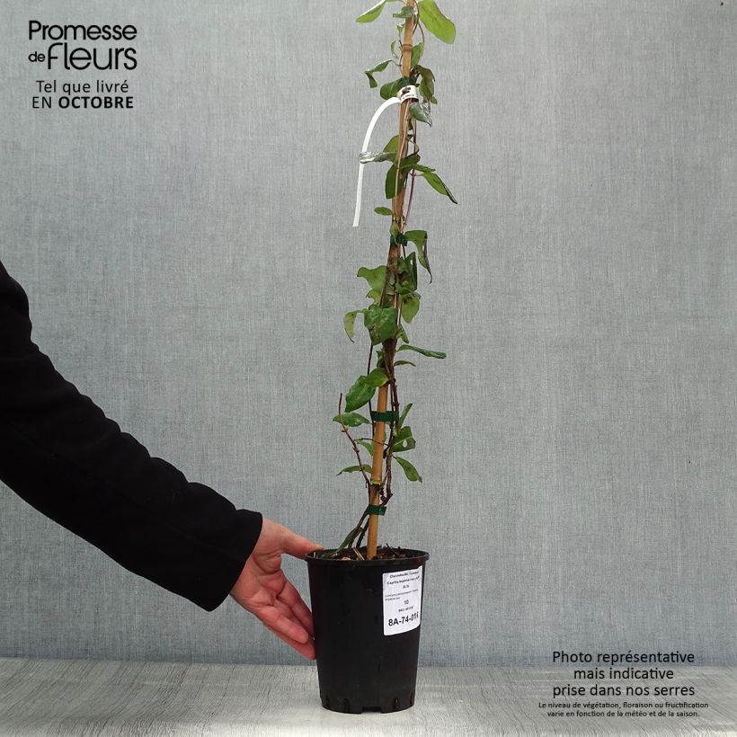 Amostra de Madressilva-dos-bosques Caprilia Impérial - Lonicera periclymenum Vaso de 2 L/3 L tal como entregue no outono