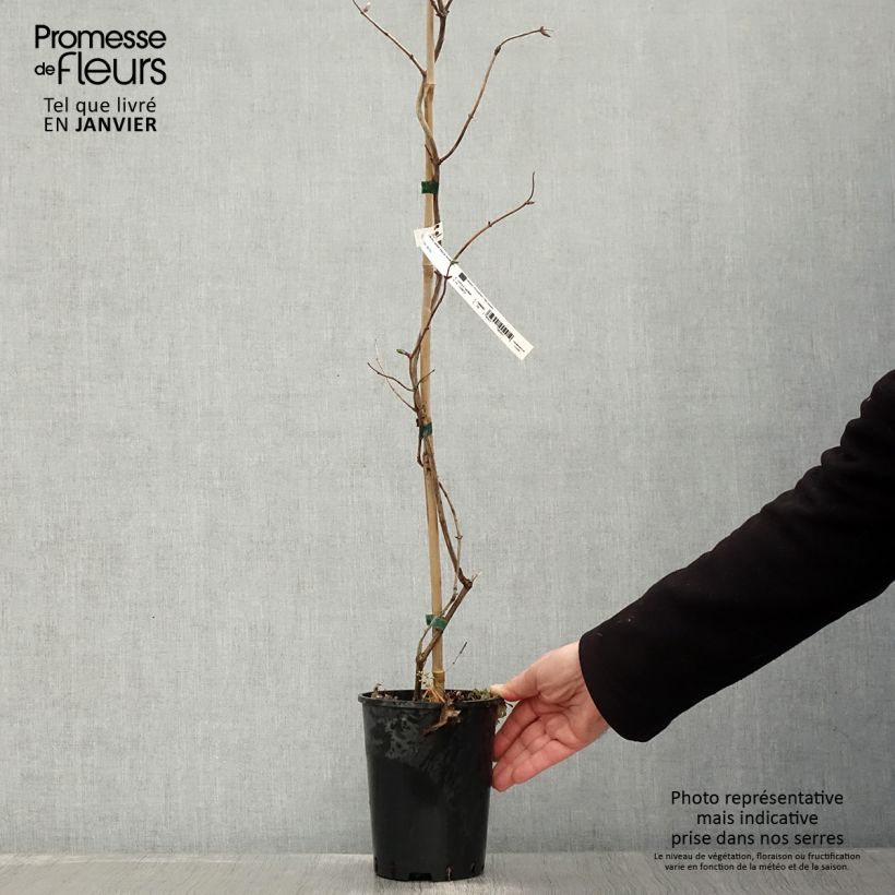 Amostra de Chèvrefeuille - Lonicera Caprilia Impérial cov Vaso de 2 L/3 L tal como entregue no inverno