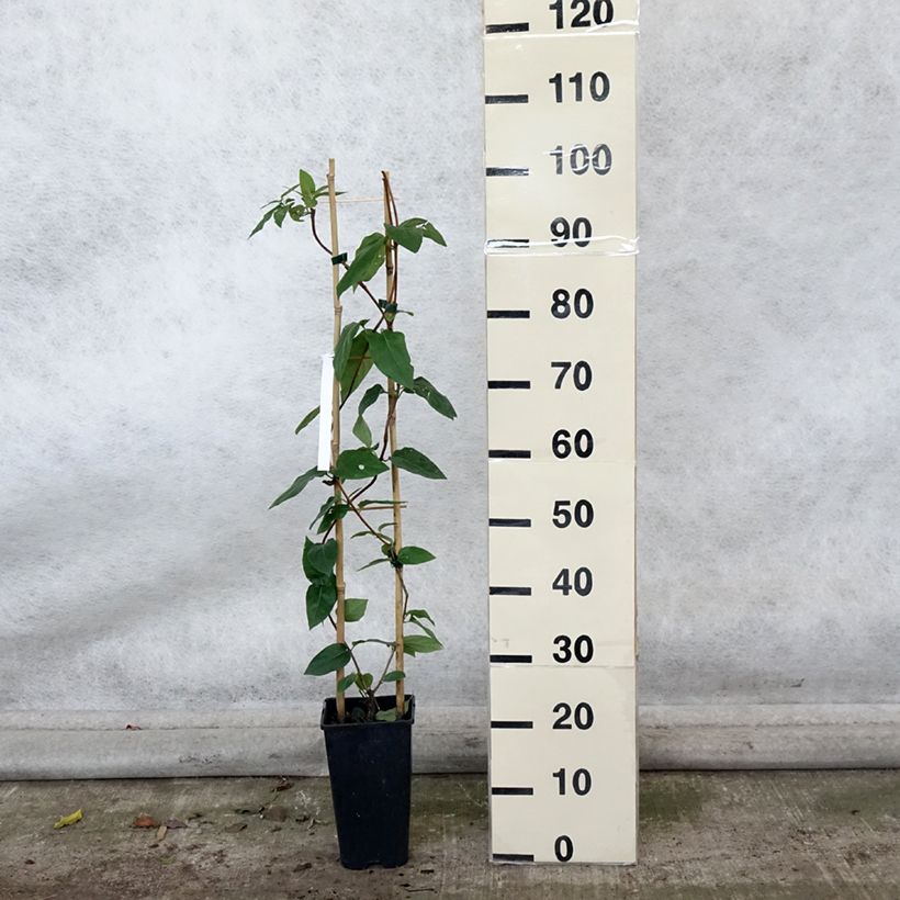 Amostra de Lonicera similis var. delavayi Vaso de 2 L/3 L tal como entregue no outono
