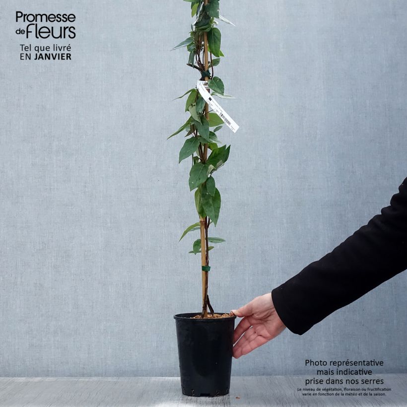 Amostra de Chèvrefeuille - Lonicera similis var. delavayi Vaso de 2 L/3 L tal como entregue no inverno