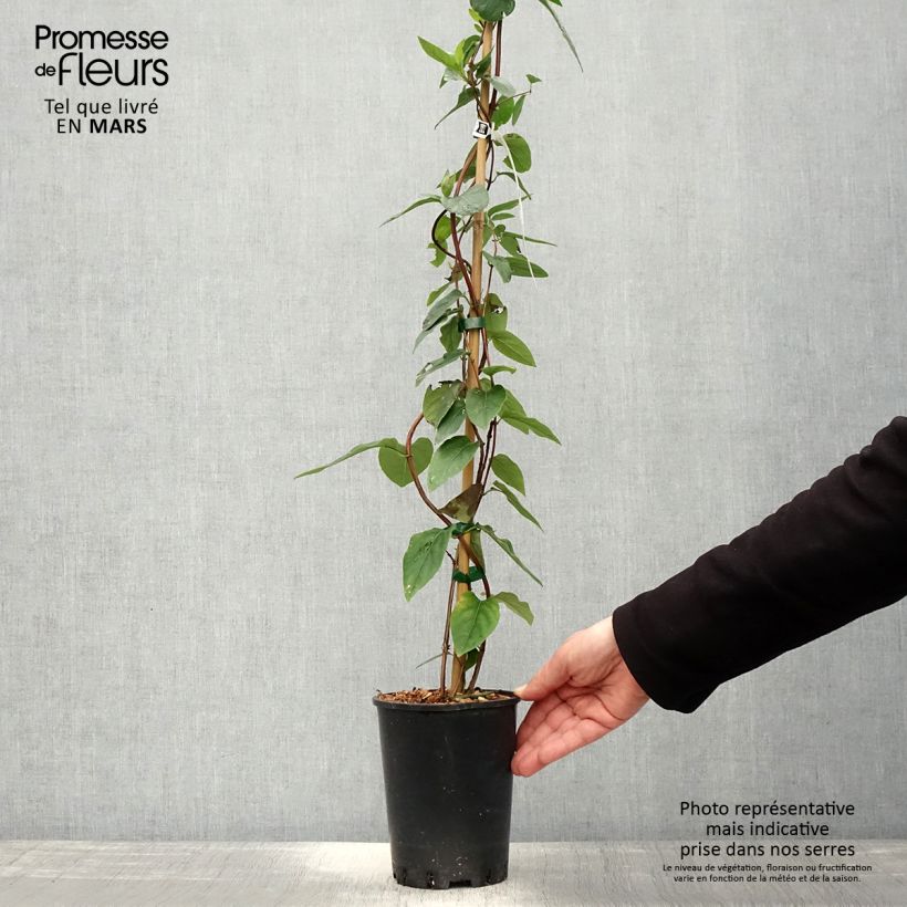 Amostra de Lonicera similis var. delavayi Vaso de 2 L/3 L tal como entregue na primavera