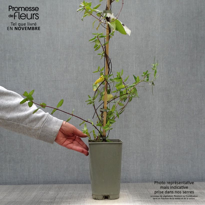 Amostra de Madressilva-do-japão Aureoreticulata - Lonicera japonica Vaso de 2 L/3 L tal como entregue no outono