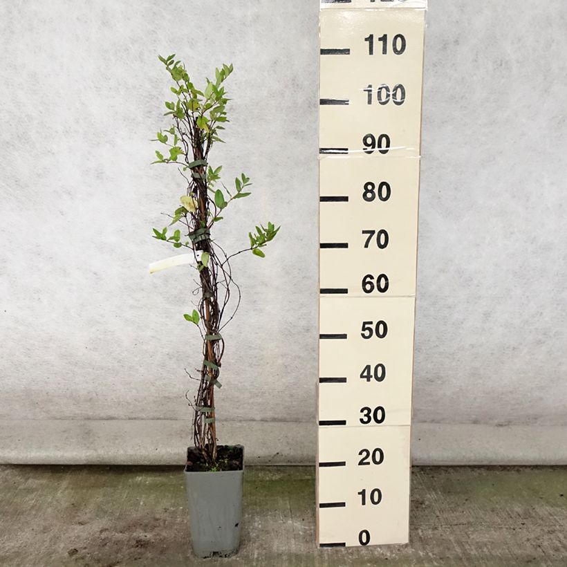 Amostra de Madressilva-do-japão Aureoreticulata - Lonicera japonica Vaso de 2 L/3 L tal como entregue no verão