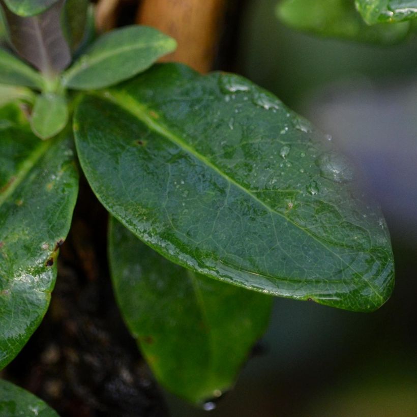 Madressilva-dos-bosques Fragrant Cloud® - Lonicera periclymenum (Folhagem)