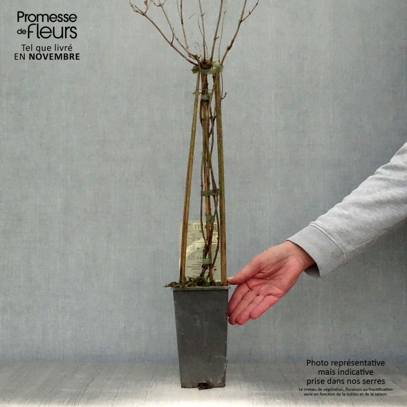 Amostra de Chèvrefeuille - Lonicera periclymenum Belgica Pot de 1,5L/2L tal como entregue no outono