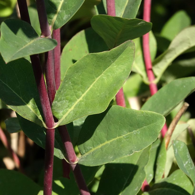 Madressilva-dos-bosques Belgica - Lonicera periclymenum (Folhagem)