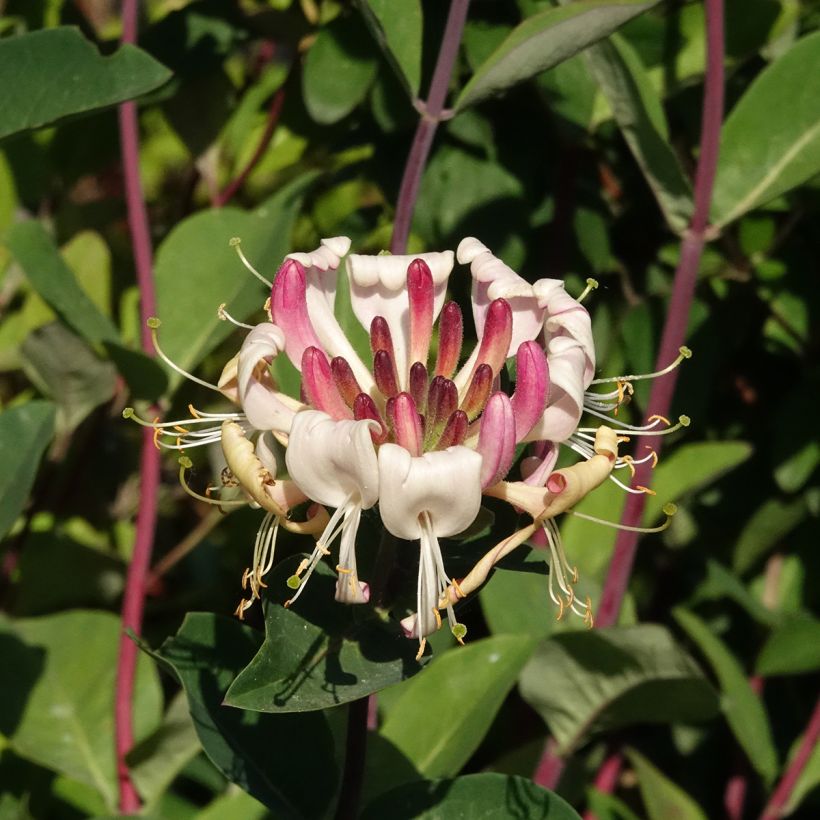 Madressilva-dos-bosques Belgica - Lonicera periclymenum (Floração)