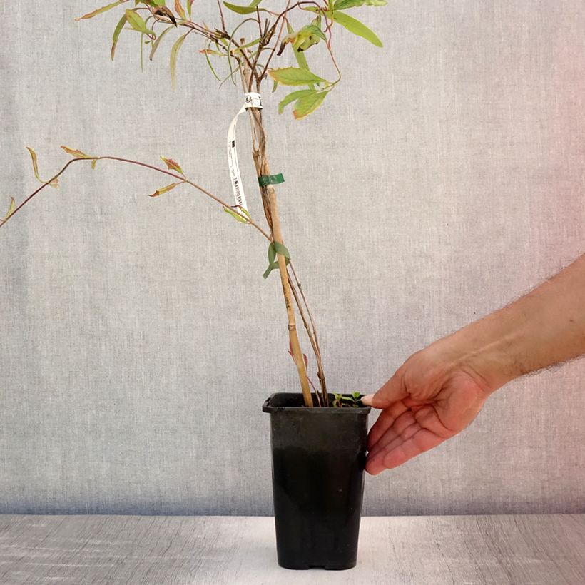 Amostra de Madressilva-escarlate Cedar Lane - Lonicera sempervirens Vaso de 1,5 L/2 L tal como entregue no verão