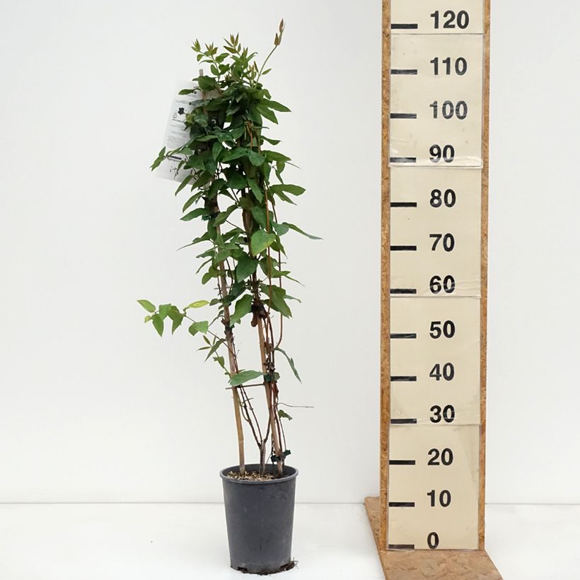 Amostra de Lonicera similis var. delavayi Vaso de 4 L/5 L tal como entregue no outono