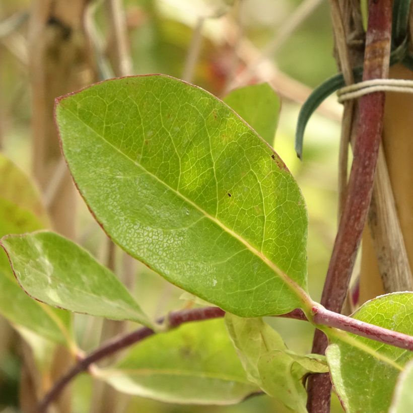 Lonicera × heckrottii (Folhagem)
