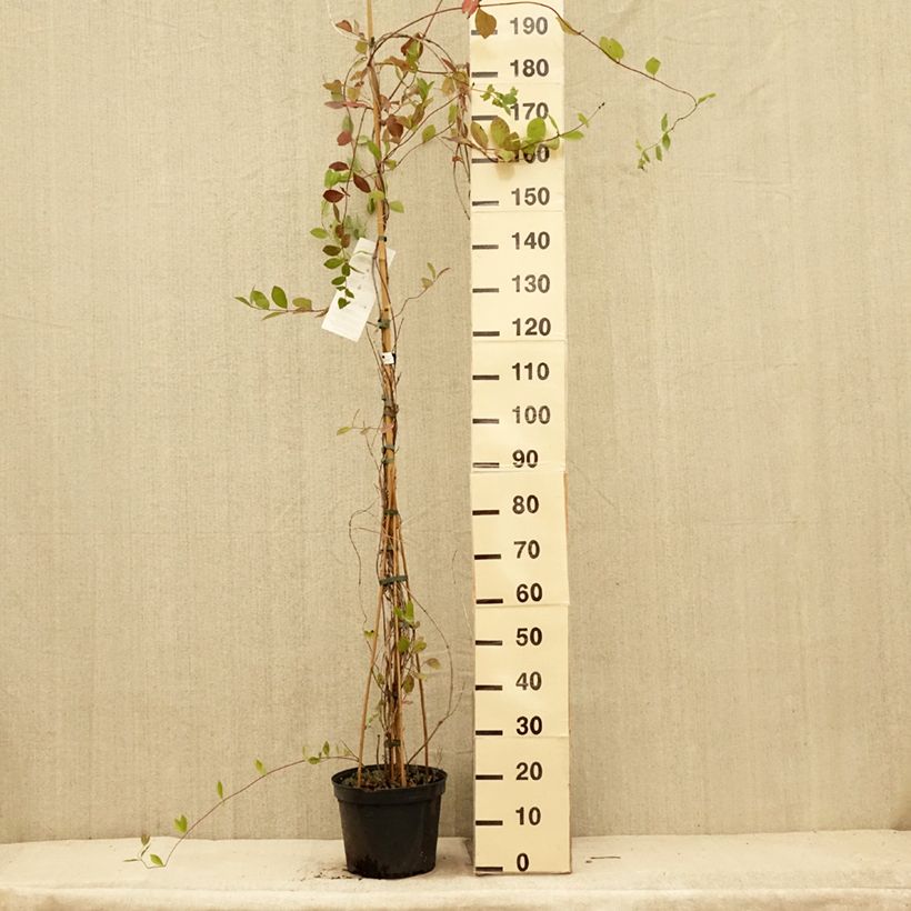 Amostra de Lonicera × heckrottii Vaso de 3 L/4 L tal como entregue no verão