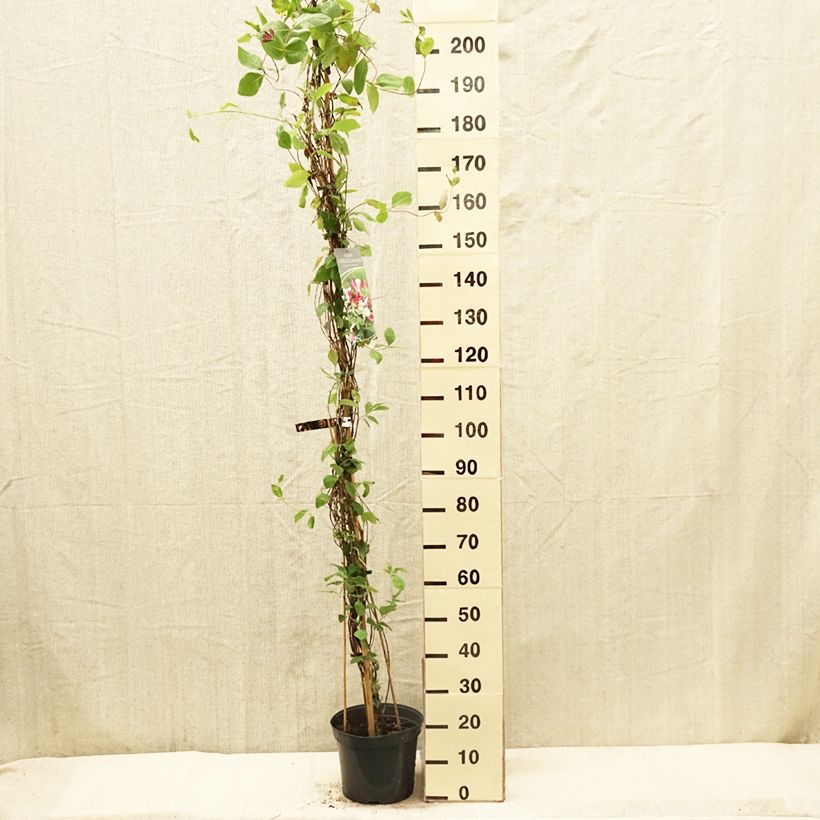 Amostra de Lonicera × heckrottii Vaso de 3 L/4 L tal como entregue na primavera