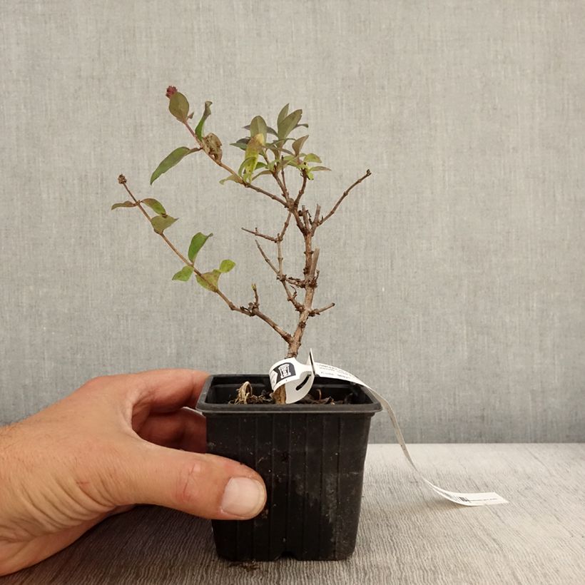Amostra de Madressilva-dos-bosques Chic et Choc - Lonicera periclymenum Vaso de 8/9 cm tal como entregue no outono