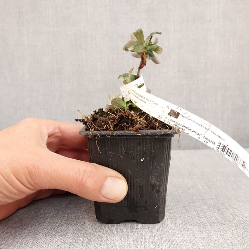 Amostra de Madressilva-dos-bosques Chic et Choc - Lonicera periclymenum Vaso de 8/9 cm tal como entregue na primavera