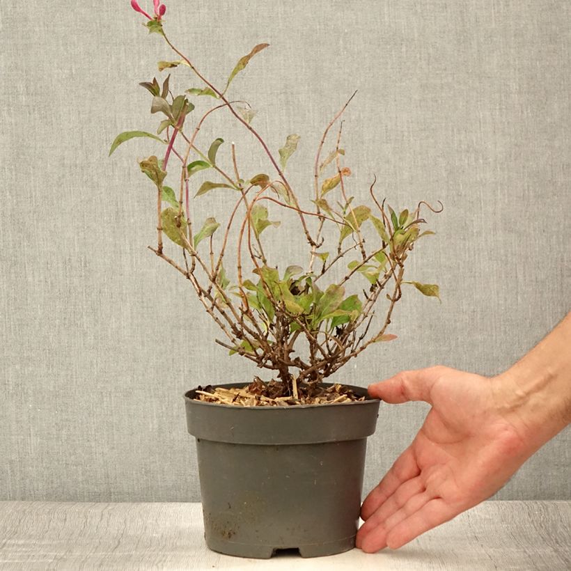 Amostra de Madressilva-dos-bosques Chic et Choc - Lonicera periclymenum Vaso de 2 L/3 L tal como entregue no verão