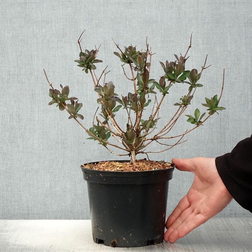 Amostra de Madressilva-dos-bosques Chic et Choc - Lonicera periclymenum Vaso de 2 L/3 L tal como entregue na primavera