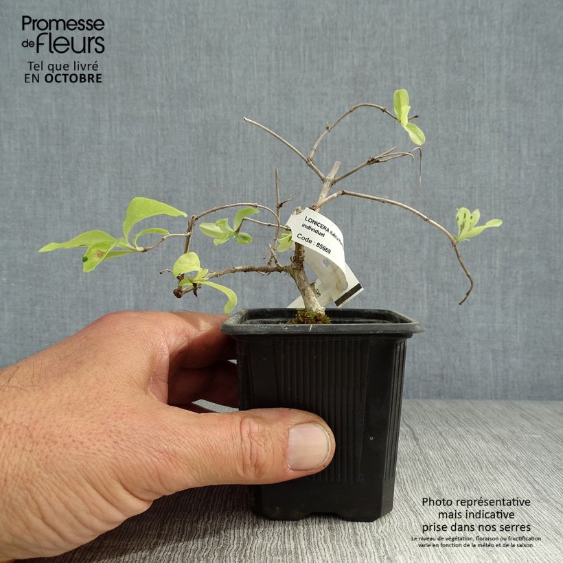 Amostra de Lonicera × italica Harlequin Vaso de 8/9 cm tal como entregue no outono
