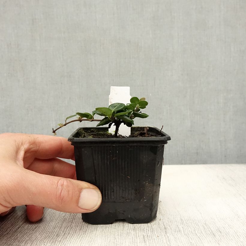 Amostra de Chèvrefeuille rampant - Lonicera crassifolia Godet de 8/9 cm tal como entregue no outono