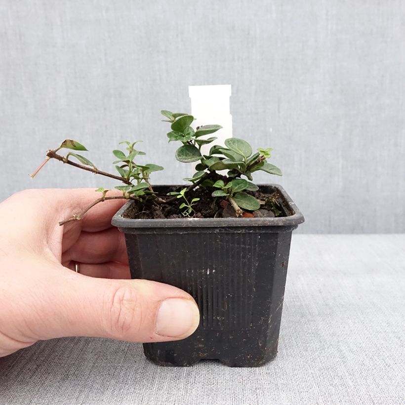 Amostra de Chèvrefeuille rampant - Lonicera crassifolia Godet de 8/9 cm tal como entregue no inverno