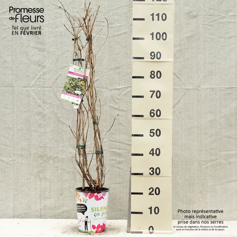 Amostra de Madressilva Golden Trumpet - Lonicera brownii Vaso de 2 L/3 L tal como entregue no inverno