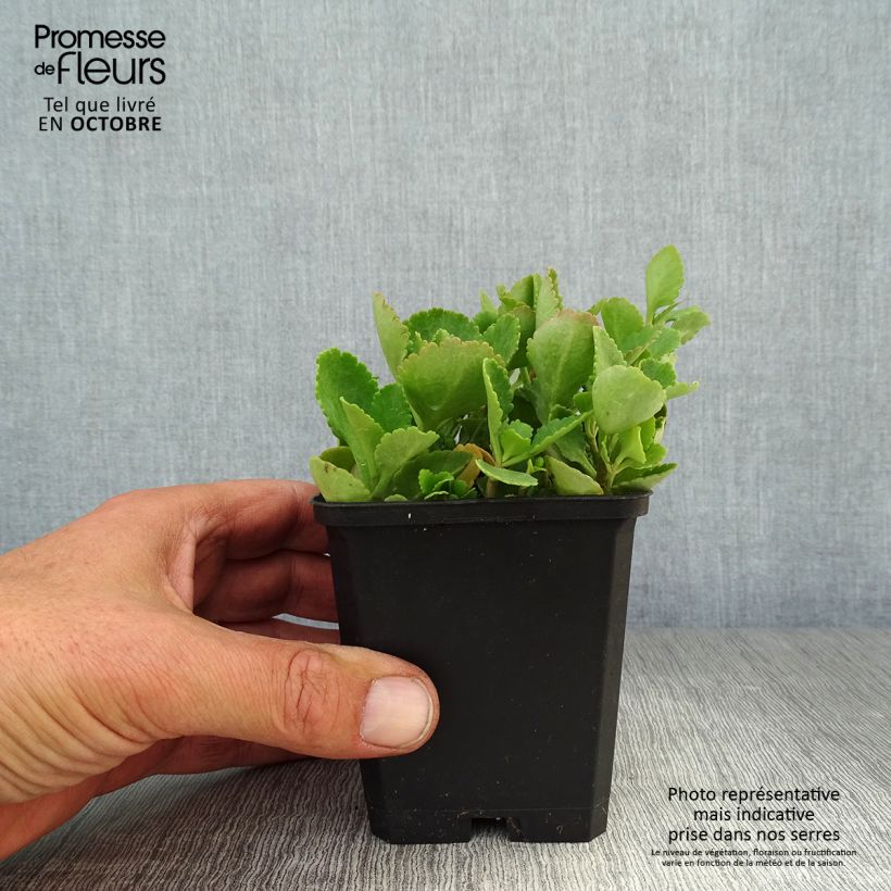 Amostra de Chiastophyllum oppositifolium Vaso de 8/9 cm tal como entregue no outono