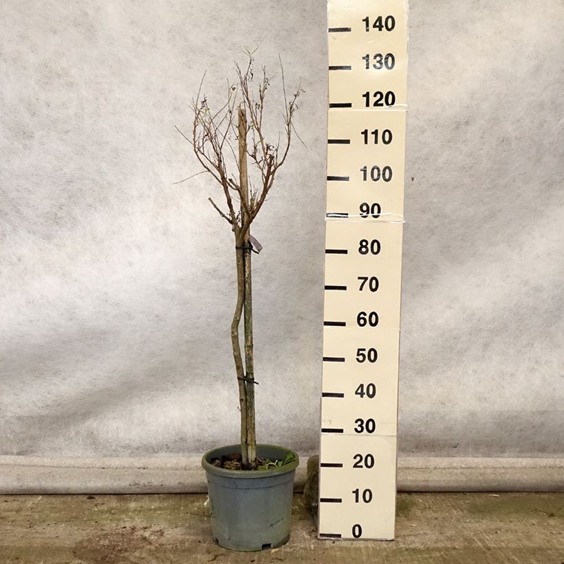 Amostra de Chilopsis linearis Vaso de 12 L/15 L tal como entregue no outono