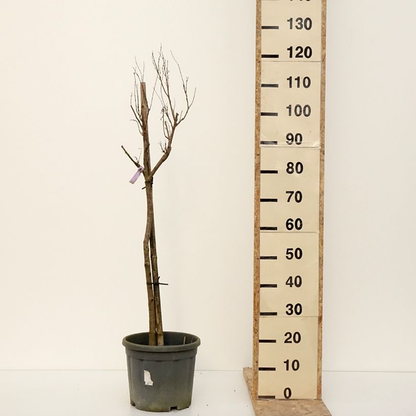 Amostra de Chilopsis linearis - Saule du désert Vaso de 12 L/15 L tal como entregue no inverno