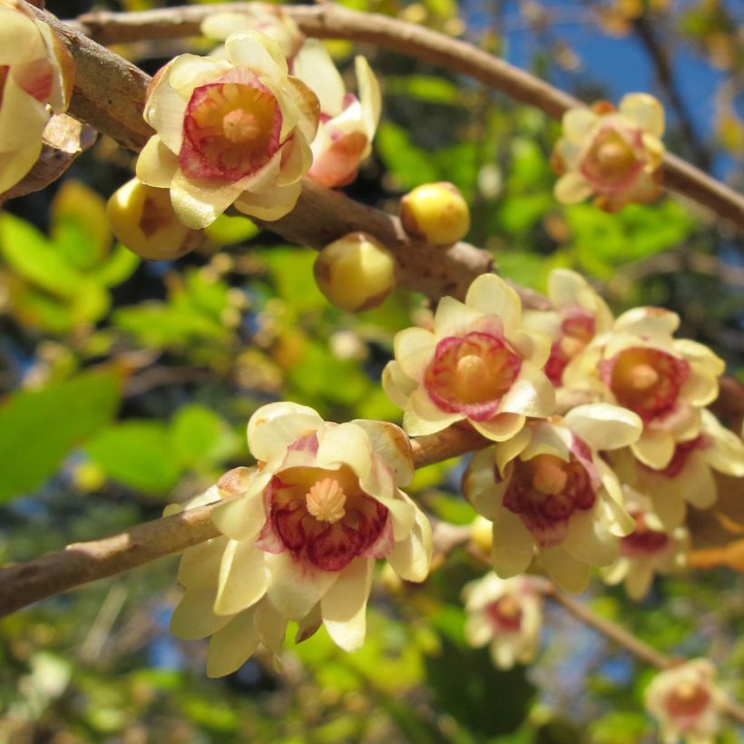Chimonanthus praecox (Floração)