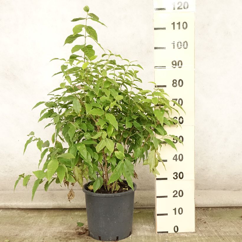 Amostra de Chimonanthus praecox Vaso de 7,5 L/10 L tal como entregue no verão