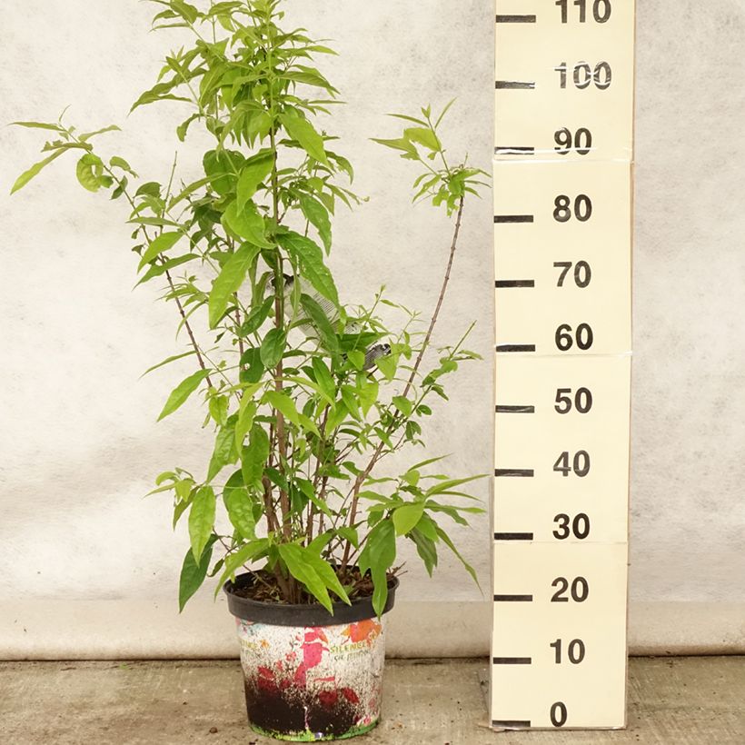 Amostra de Chimonanthus praecox Grandiflorus Vaso de 7,5 L/10 L tal como entregue no verão