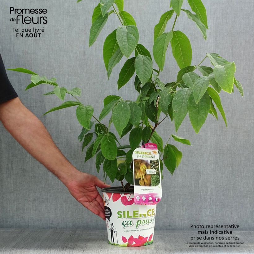 Amostra de Chimonanthus praecox Grandiflorus Vaso de 4 L/5 L, Arbusto tal como entregue no verão