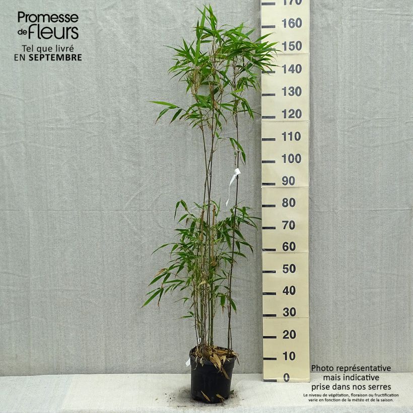 Amostra de Chimonobambusa quadrangularis Vaso de 4 L/5 L tal como entregue no outono