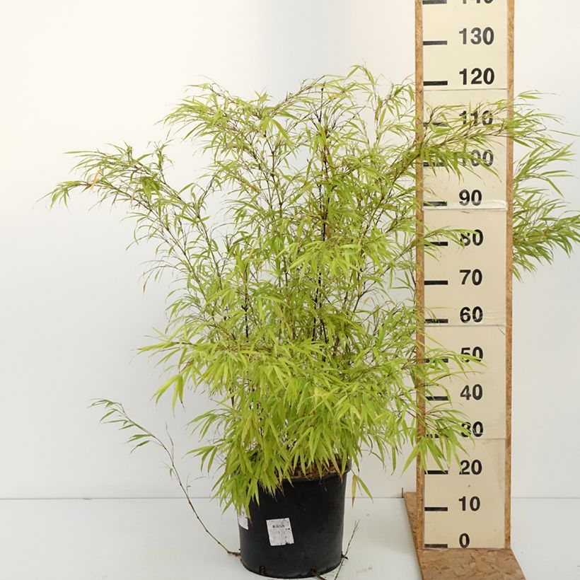 Amostra de Chimonobambusa tumidissinoda Macrophylla Vaso de 12 L/15 L tal como entregue no outono