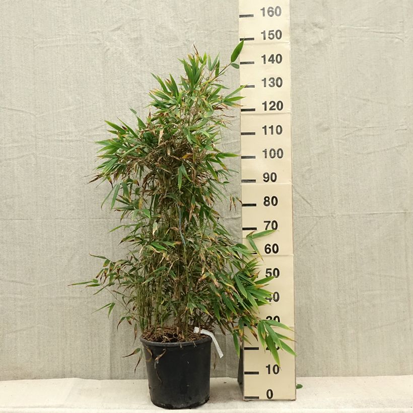 Amostra de Chimonobambusa tumidissinoda Macrophylla Vaso de 12 L/15 L tal como entregue no verão