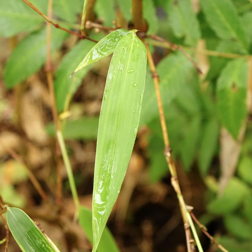 Chimonobambusa tumidissinoda Macrophylla (Folhagem)