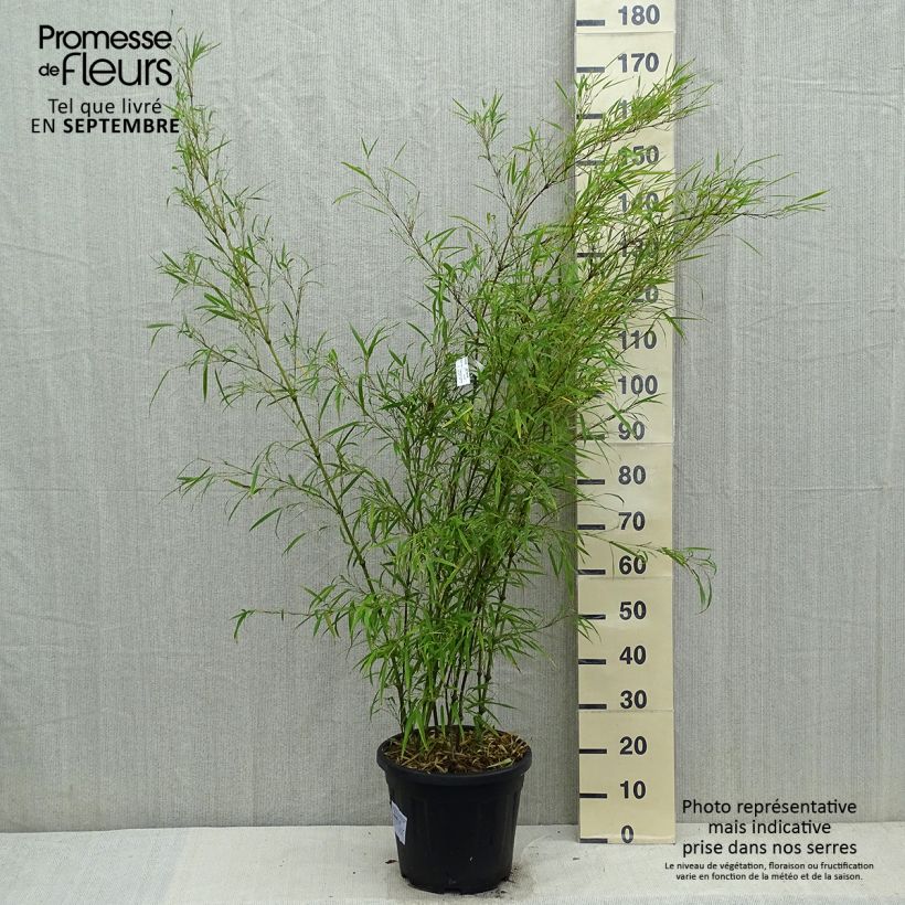 Amostra de Chimonobambusa tumidissinoda Microphylla Vaso de 12 L/15 L tal como entregue no outono