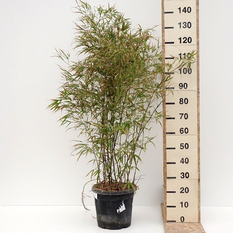 Amostra de Chimonobambusa tumidissinoda Microphylla - Bambou moyen Vaso de 12 L/15 L tal como entregue no inverno