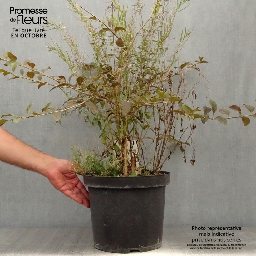Amostra de Chionanthus retusus Vaso de 7,5 L/10 L tal como entregue no outono