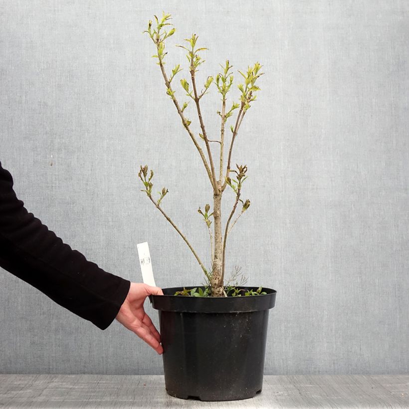 Amostra de Chionanthus virginicus Vaso de 4 L/5 L tal como entregue na primavera