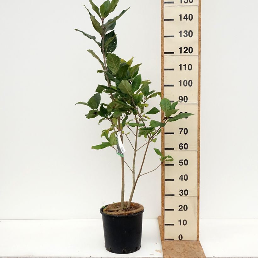Amostra de Chionanthus virginicus Vaso de 12 L/15 L tal como entregue no outono