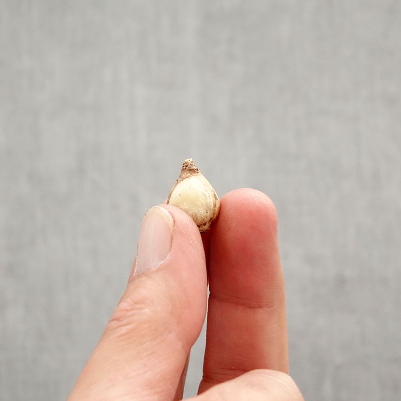 Amostra de Chionodoxa forbesii Mix em sementes Bulbo Calibre 5+ tal como entregue na primavera