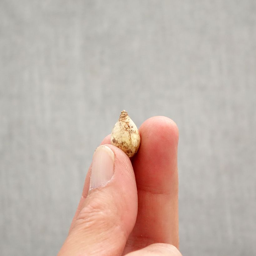 Amostra de Chionodoxa forbesii Blue Giant Bulbo Calibre 5+ tal como entregue na primavera