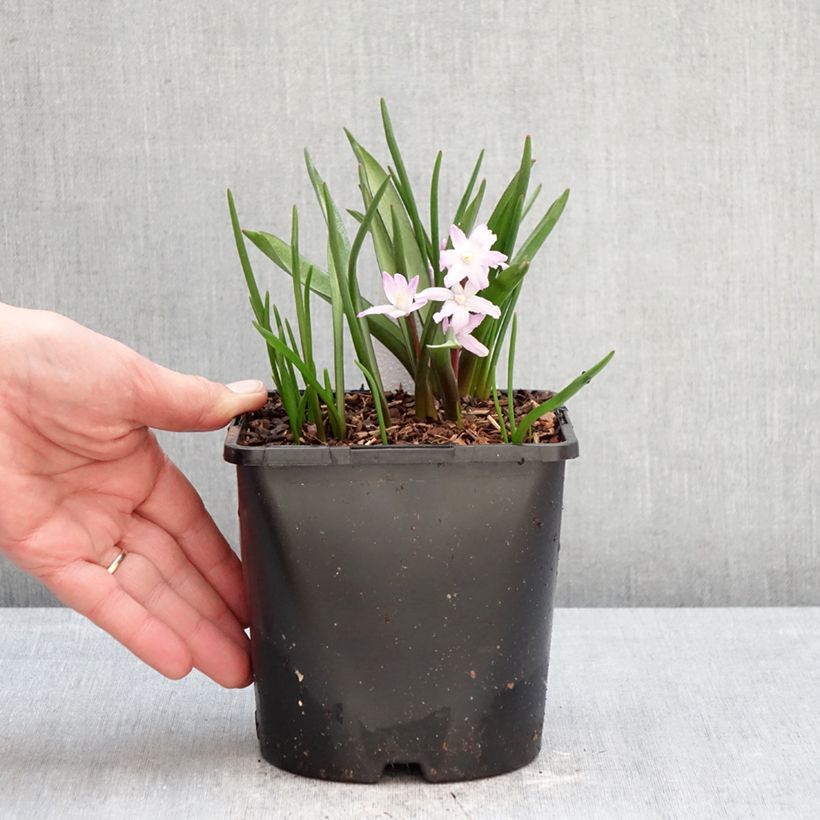 Amostra de Chionodoxa forbesii Pink Giant Vaso de 2 L/3 L Calibre 4/6 tal como entregue no inverno
