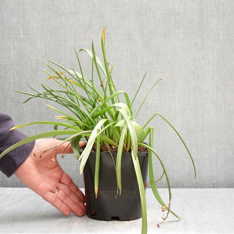 Amostra de Chionodoxa forbesii Pink Giant Vaso de 2 L/3 L Calibre 4/6 tal como entregue na primavera