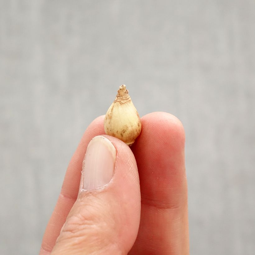 Amostra de Chionodoxa forbesii Violet Beauty Bulbo Calibre 5+ tal como entregue na primavera