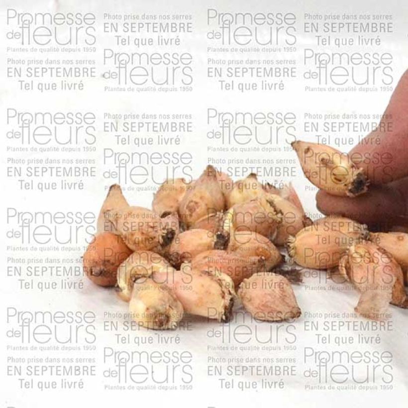 Exemplo de amostra de Chionodoxa luciliae Alba Bulbe calibre 5+ tal como entregue