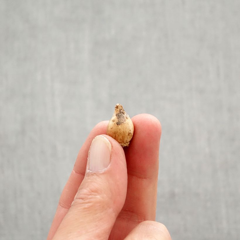 Amostra de Chionodoxa sardensis Bulbo Calibre 5+ tal como entregue na primavera