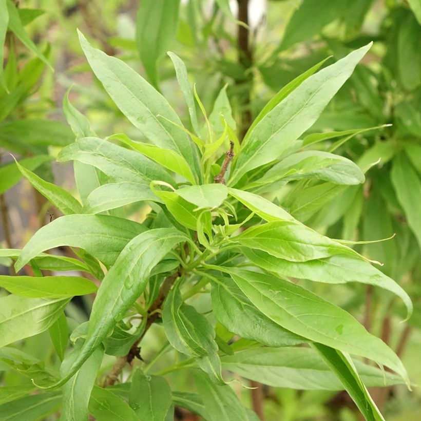 Chitalpa tashkentensis Pink Dawn (Folhagem)