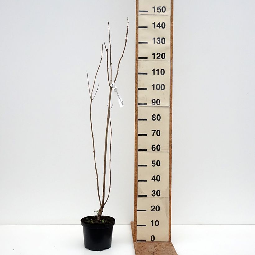 Amostra de Chitalpa de Taschkent - Chitalpa tashkentensis Pink Dawn Vaso de 4 L/5 L tal como entregue no inverno