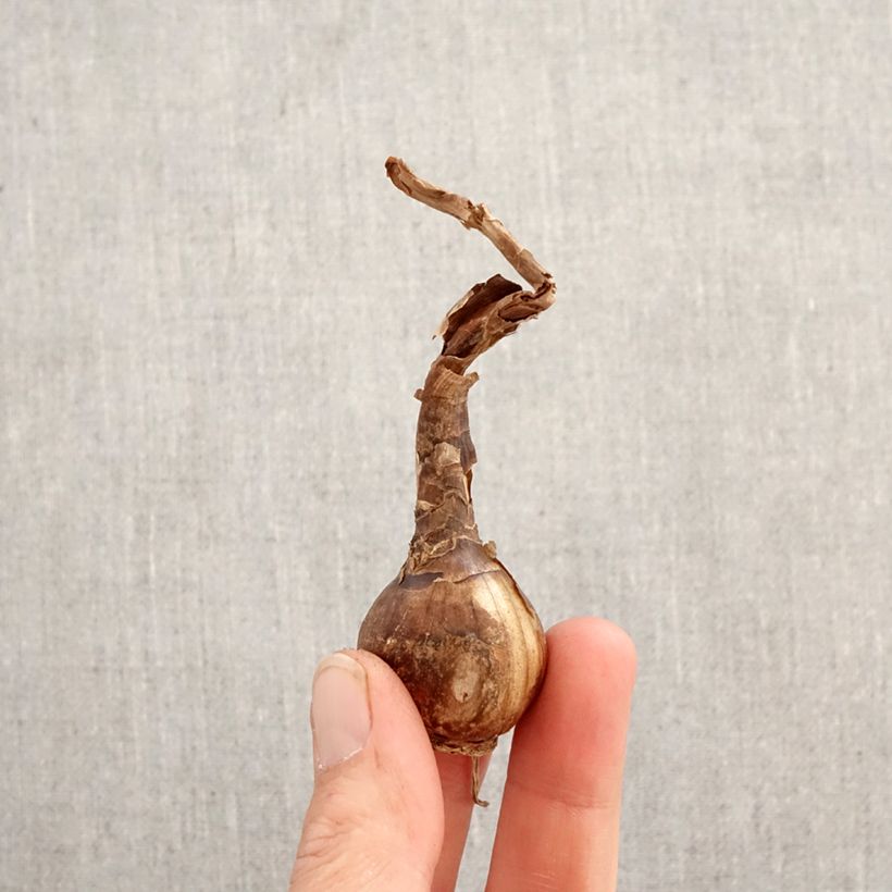 Amostra de Chlidanthus fragrans Bulbo Calibre 12+ tal como entregue na primavera